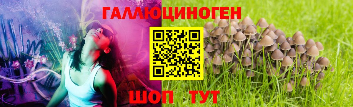 Псилоцибиновые грибы Cubensis Братск